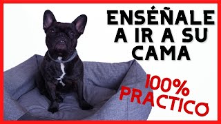 👉 ¿Cómo Hacer que mi Perro Duerma en su cama💤 [upl. by Tuorah]