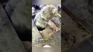 This Dog was found hiding under The House 🐕 [upl. by Aurelius]