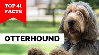 99 of Otterhound Dog Owners Dont Know This [upl. by Rundgren]