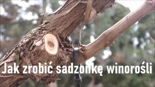 Wiosenne rozmnażanie winorośli [upl. by Zurheide]