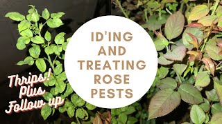 How to Treat Rose Pests Identifying Thrips Treatment amp Follow Up [upl. by Eekram]