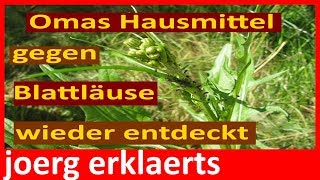 Omas Natur Hausmittel gegen Blattläuse bekämpfen Tutorial Video Nr114 [upl. by Lihkin433]