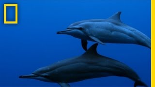 Spinner Dolphins  Untamed Americas [upl. by Eelessej]