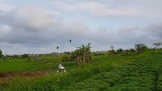 Illiger macaw amp patagonian conure free Flight in bali [upl. by Elocel]