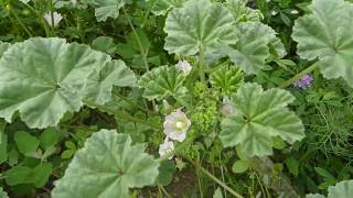 Identifying Common Mallow [upl. by Connors]