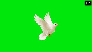 GREEN SCREEN Dove birds Flying effects HD No copyright  chroma key dove pigeon [upl. by Asseral]