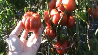 Costoluto Genovese Heirloom Tomato [upl. by Bej]