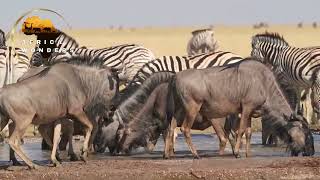 Wildebeest Great Migration in Masai Mara During July to October  Kenya  Tanzania  AFRICA WONDERS [upl. by Hcnarb]