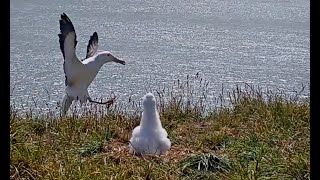 Albatross Attempts Landing Fails Spectacularly RoyalCam  NZ DOC  Cornell Lab [upl. by Nilam]