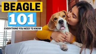 Beagle 101 Everything you need to know about this Breed [upl. by Diandra]