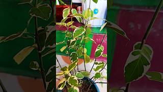 asystasia gangetica plant varigated Chinese violet beautiful plants shortvideo [upl. by Adnwahsat406]