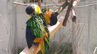 Black headed caique parrots after bath part 2 [upl. by Kelvin]