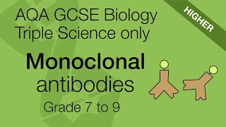 Monoclonal Antibodies amp Uses Biology for AQA 91 GCSE Biology Only not for Combined Science [upl. by Lucio]