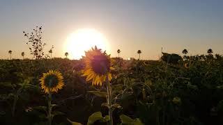 sunflower timelapse [upl. by Idnyl]