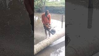 chopping wood in water wood trendingshorts [upl. by Launce]