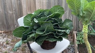 How I harvested my Southern Georgia Collard Greens [upl. by Langan253]