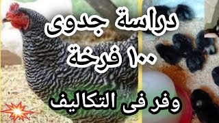 دراسة جدوى لفراخ الجميزه دراسة ١٠٠ فرخ جميزه تربية الدواجن فراخ [upl. by Peregrine]