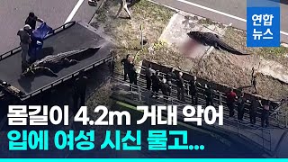 여성 시신 물고 다닌 4m 악어…미 당국 안락사 처리 연합뉴스 Yonhapnews [upl. by Anahsirk248]