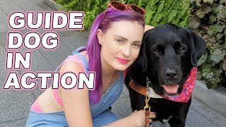 How Guide Dogs Guide A Blind Person [upl. by Ylas]