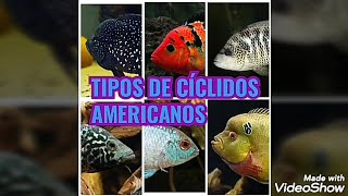 Tipos de cíclidos americanos part 3 [upl. by Euqirdor]