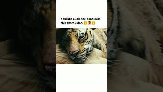 YouTube audience dont miss this short video 😊🐯😊 song bollywood love trending viralsong [upl. by Kcinnay]