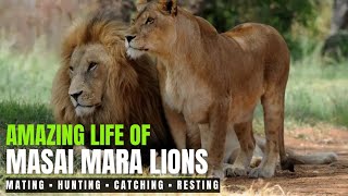 Amazing life of Masai Mara Lions  Masai Mara National Park Kenya [upl. by Roby]