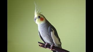 NinfaCacatúa Canto  Cockatiel Bird Song  Cockatiel Bird Call  Nymphicus Hollandicus [upl. by Pillsbury]