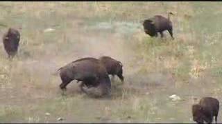 Buffalo Fighting at Wind Cave National Park [upl. by Sorcim905]