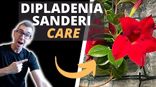 HOW TO TAKE CARE OF A DIPLADENIA PLANT MANDEVILLA SANDERI CARE [upl. by Desiri911]