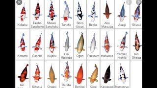 Koi Variety Guide Part II Rare Koi Varieties [upl. by Ahsotal]