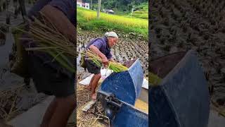 Traditional Rice Threshing farming youtubeshorts [upl. by Noiram621]