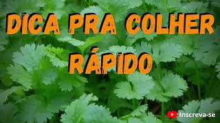 Como plantar Coentro e colher rápido veja esse vídeo [upl. by Airalednac]