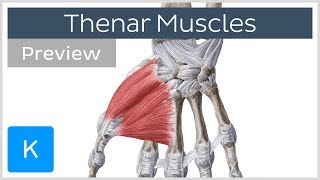 Thenar muscles of the hand preview  Human Anatomy  Kenhub [upl. by Myrt]