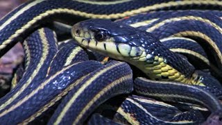 Top 5 Slithering Snake Moments  BBC Earth [upl. by Urbano]