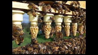 Grafting And Raising Queen Honeybees [upl. by Rafaellle]