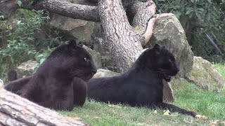 Panthères noires  black panthers  Zoo de La Boissière du Doré [upl. by Pomeroy]