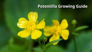 Potentilla Growing Guide by GardenersHQ [upl. by Upton]