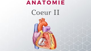 Anatomie du Coeur  Configuration Interne [upl. by Siol207]