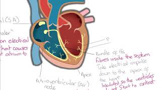 OCR Biology A level  Initiation of the heartbeat [upl. by Aimet]