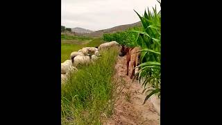 dogs herding a flock of sheep dog [upl. by Palmore]