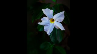 How to Grow and Care for Dipladenia Sundaville White or Mandevilla sanderi funnel shaped flowers [upl. by Cirre]