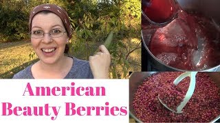 American Beauty Berries Identification Uses and Juicing [upl. by Iralam]