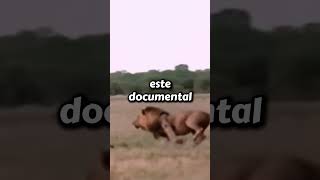 El Mejor Documental de Leones y Hienas que hay  animales curiosidades [upl. by Rehsu]