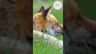 Did you know about Foxs reels animals viralvideo facts viralshorts fox animalplanet [upl. by Isoj246]