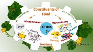 quotquotConstituents of Food quot chapter 19 class 5 EVS Maharashtra board [upl. by Dupaix]