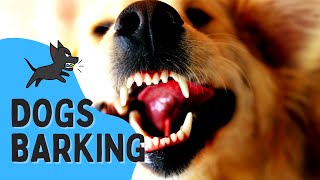 REAL Barking Dog Sounds  Woof Woof  Live Dogs Barking [upl. by Ellinehc]