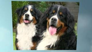 Bernese Mountain Dog Training [upl. by Darryl892]