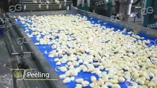 Garlic Peeling Production line garlic process [upl. by Dich]