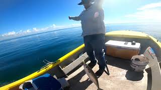 How to catch mackerel using a paravane Easy as [upl. by Keviv]