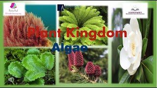 quotPLANT KINGDOM quotAlgae Class 11th biology [upl. by Pearlstein]